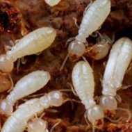 如何科學(xué)防治，白蟻頻頻出沒(méi)